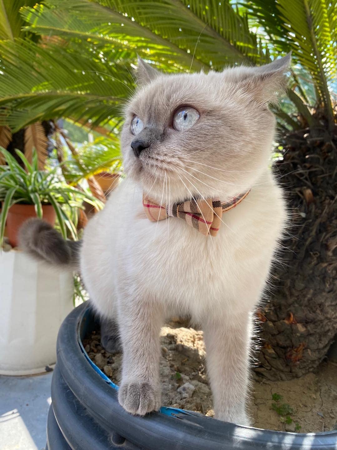 Breakaway Cat Collar with Bow Bell 2 Pack Z352