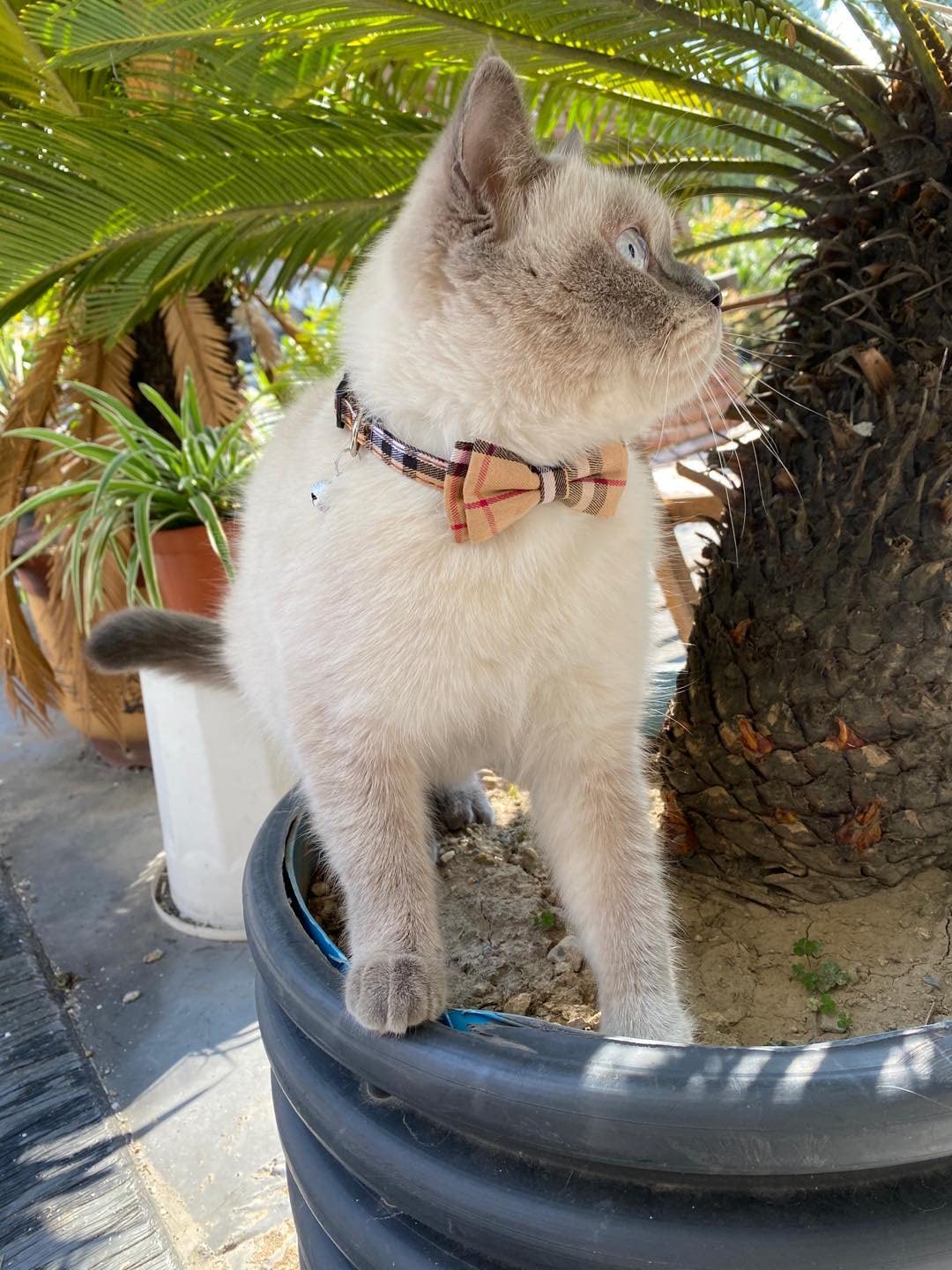 Breakaway Cat Collar with Bow Bell 2 Pack Z352
