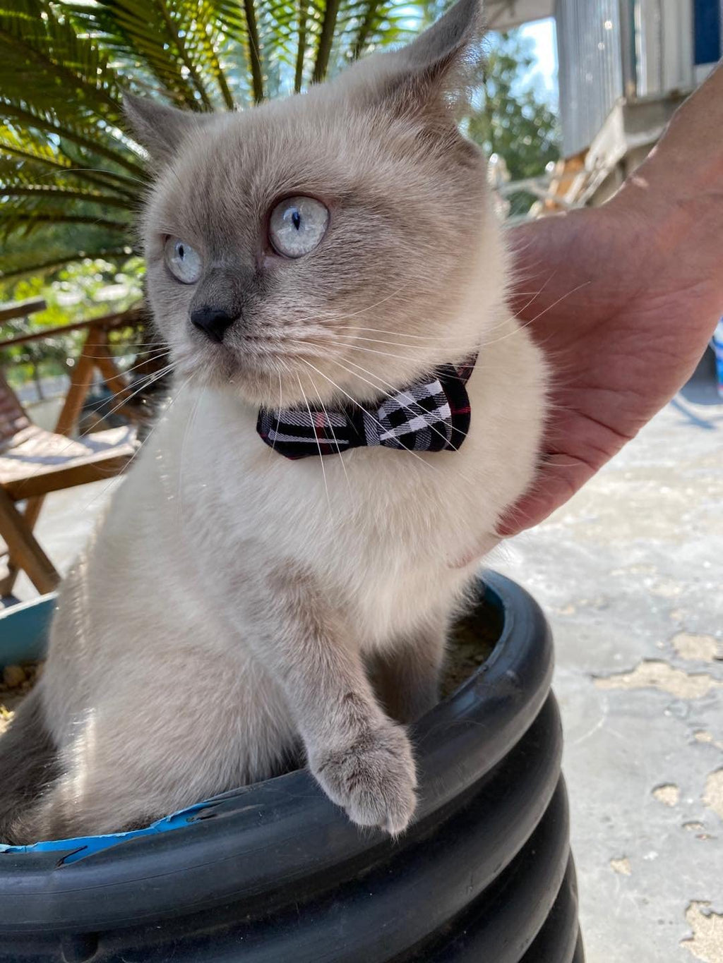Breakaway Cat Collar with Bow Bell 2 Pack Z352