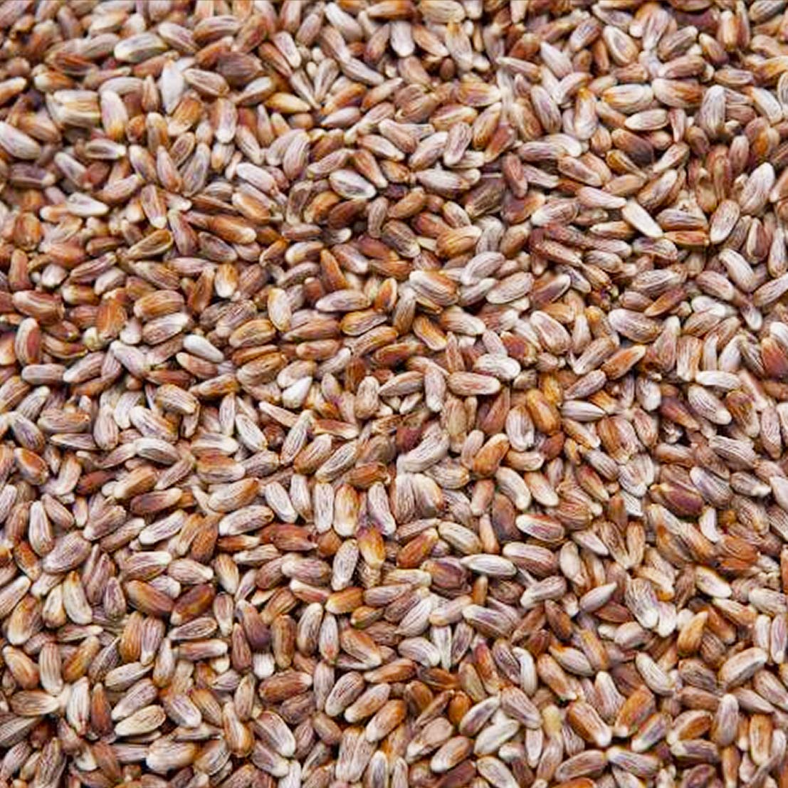Safflower Seed Wild Bird Food R878