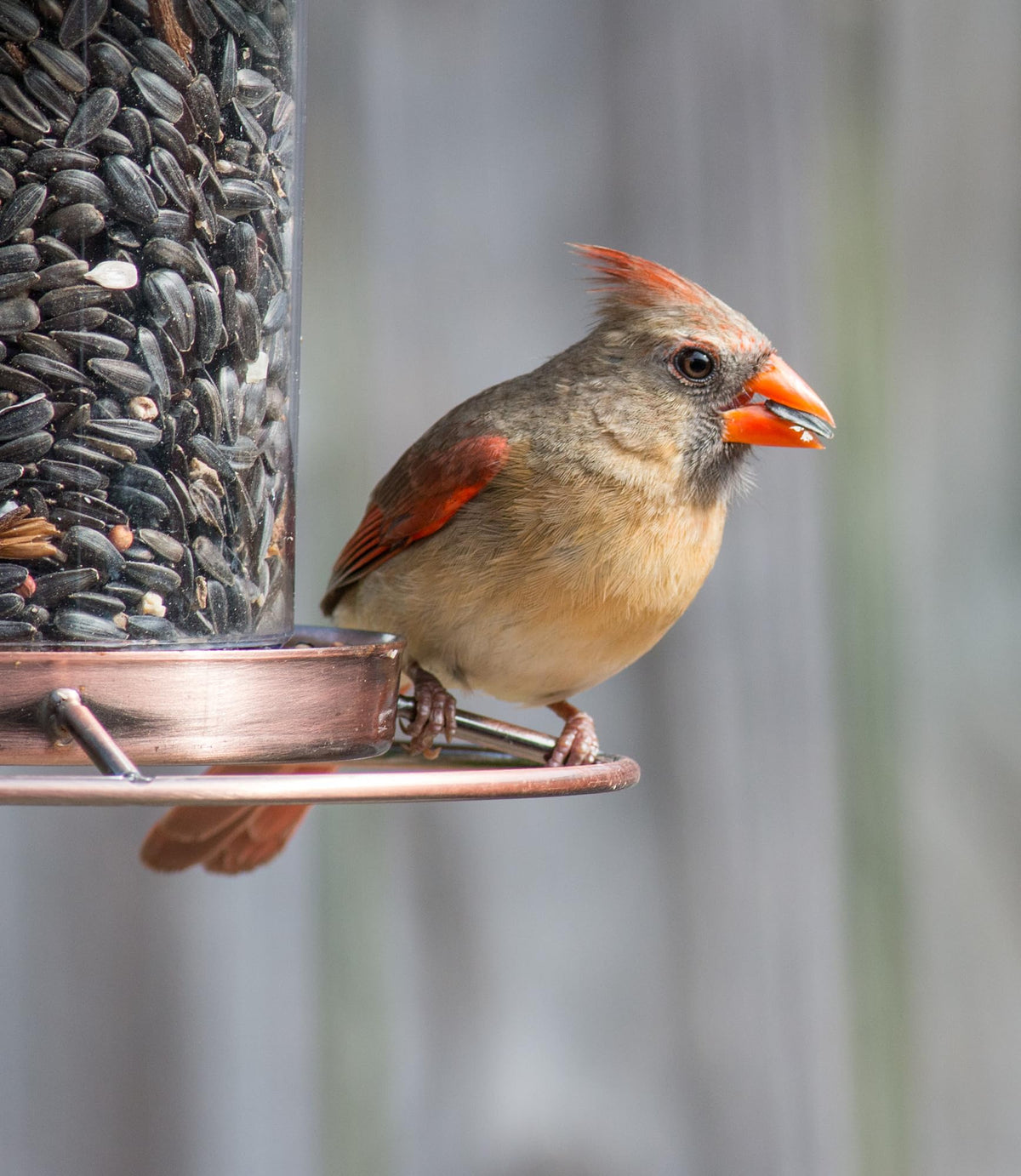 Wild Bird Seed 20 lb F42143