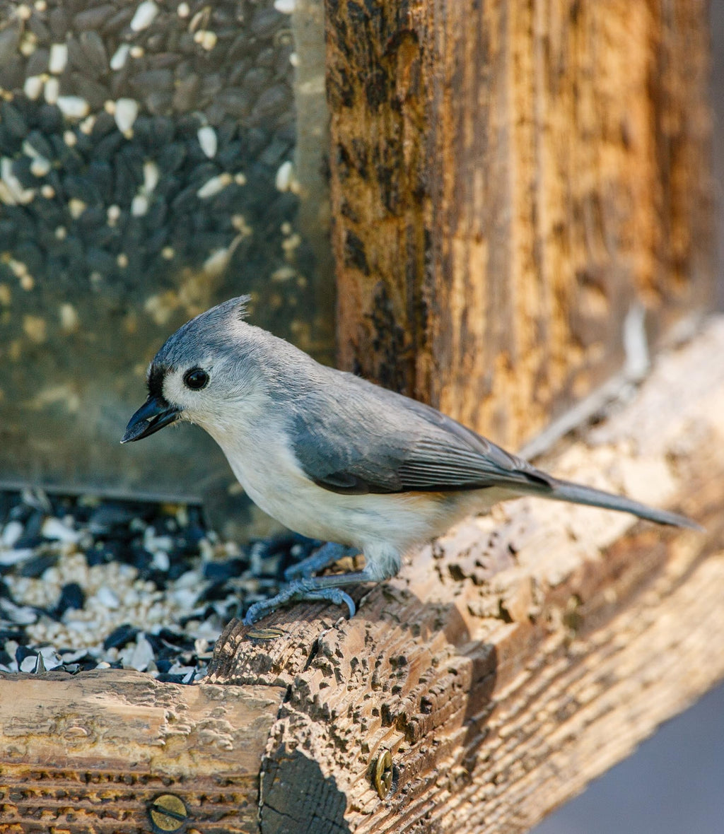 Wild Bird Seed 20 lb F42143