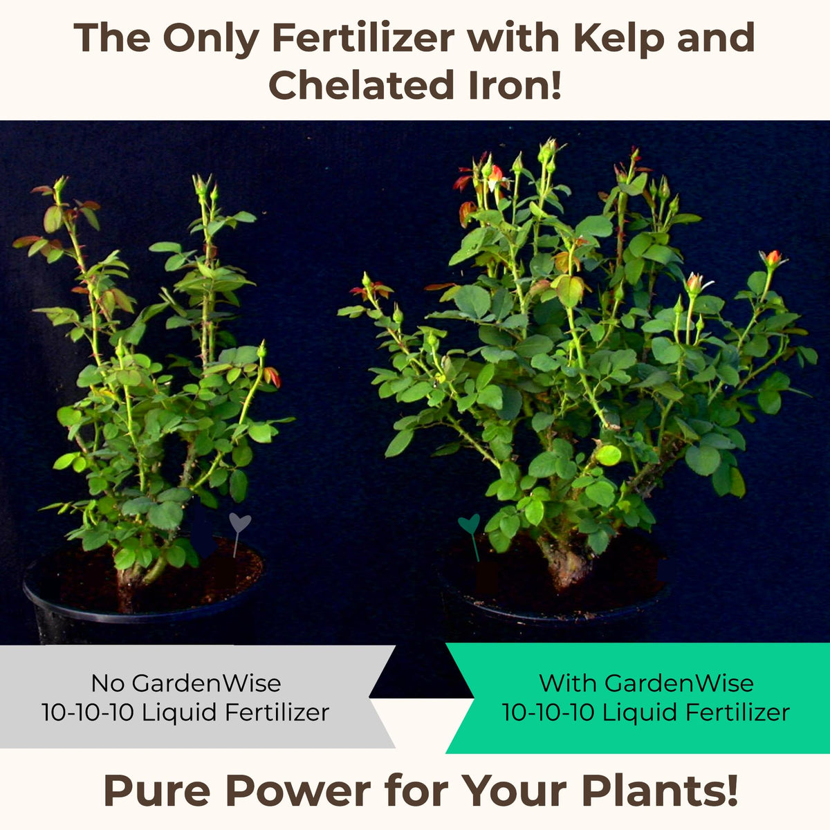 10-10-10 All Purpose Liquid Fertilizer with Seaweed Kelp & Iron 16 oz V588