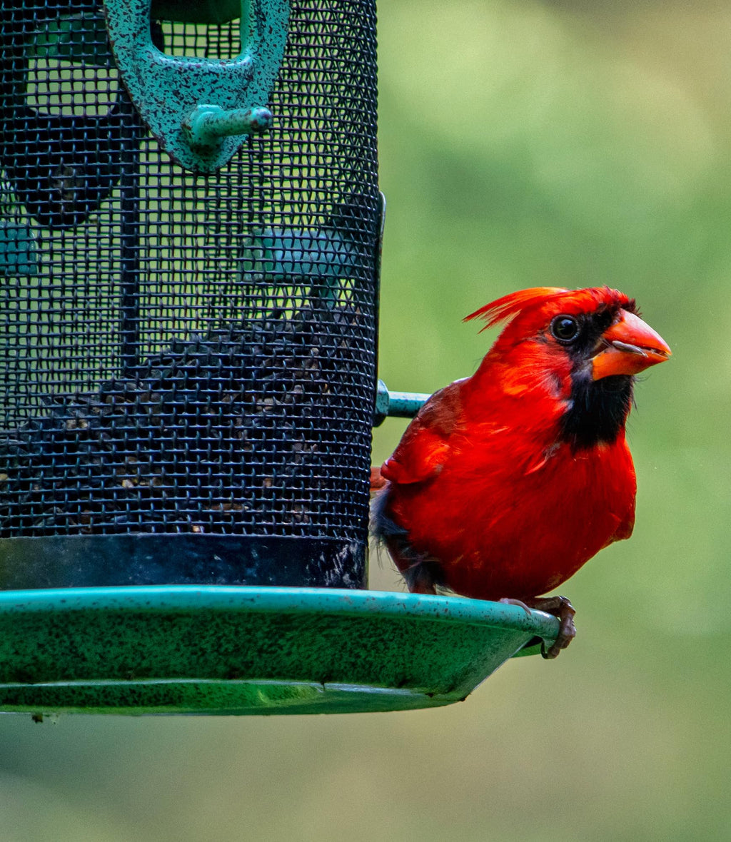 Wild Bird Seed 20 lb F42143